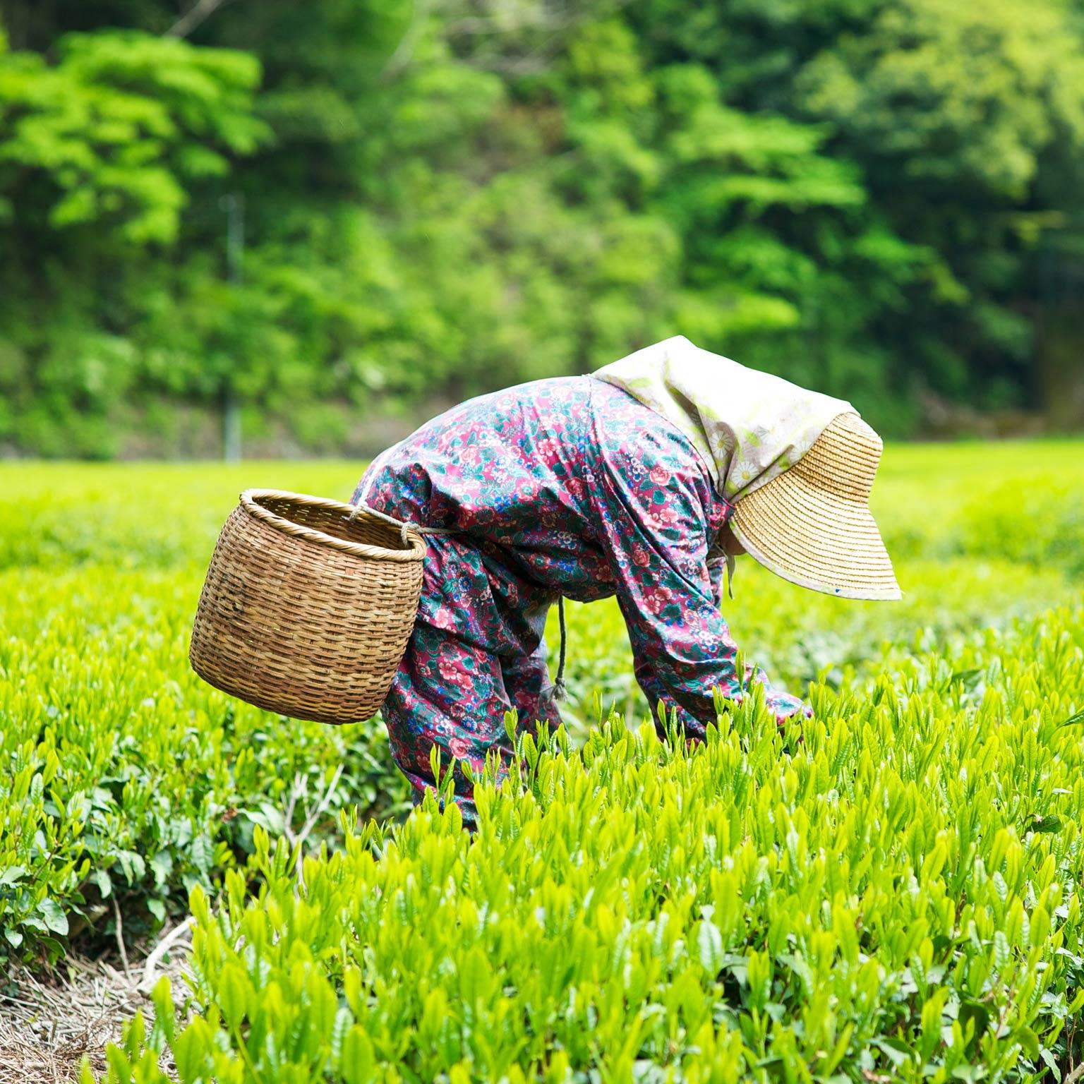 Strengthening Japanese agriculture to maximize global reach McKinsey